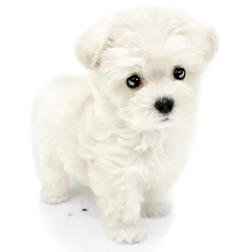 MIX（マルチーズ×トイプードル）