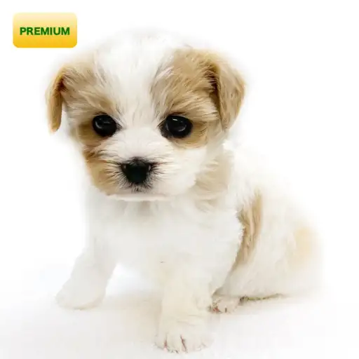 MIX(キャバリアキングチャールズスパニエル×ビションフリーゼ)