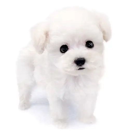 トイ・プードル