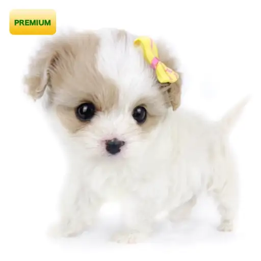 MIX(キャバリアキングチャールズスパニエル×ビションフリーゼ)