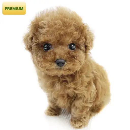 トイ・プードル