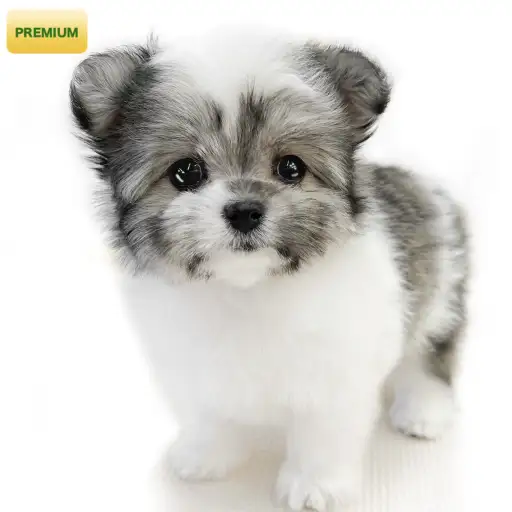 MIX(マルチーズ×チワワ)