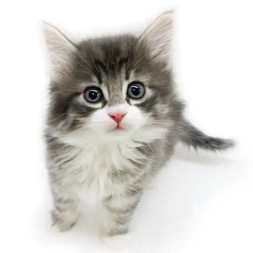 ノルウェージャンフォレストキャット