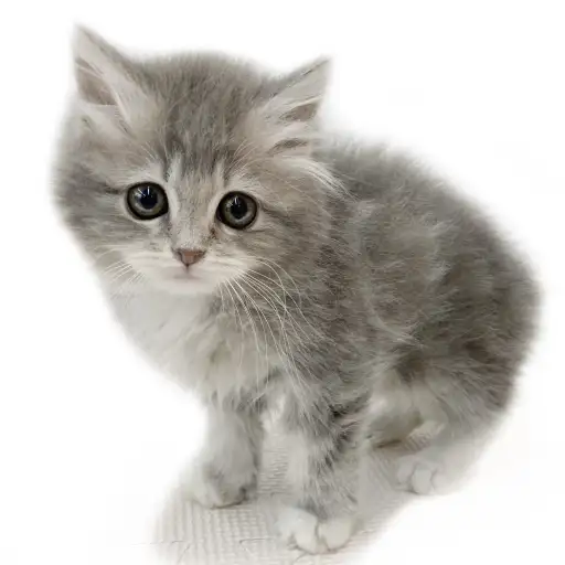 ノルウェージャンフォレストキャット