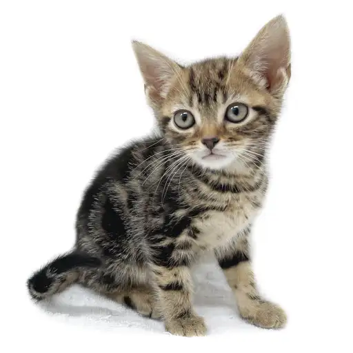 アメリカンショートヘア