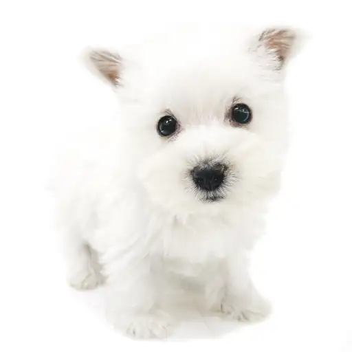 ウェストハイランドホワイトテリア