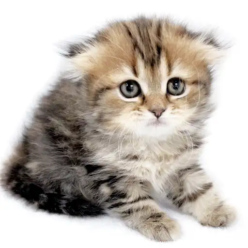 スコティッシュフォールド