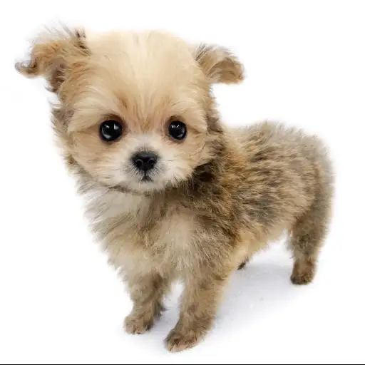 MIX（トイプードル×ポメラニアン）