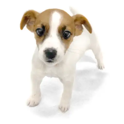 ジャックラッセルテリア