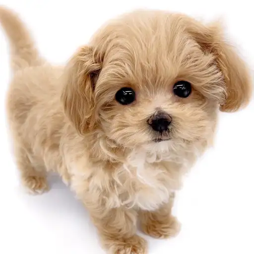 MIX(マルチーズ×トイプードル)