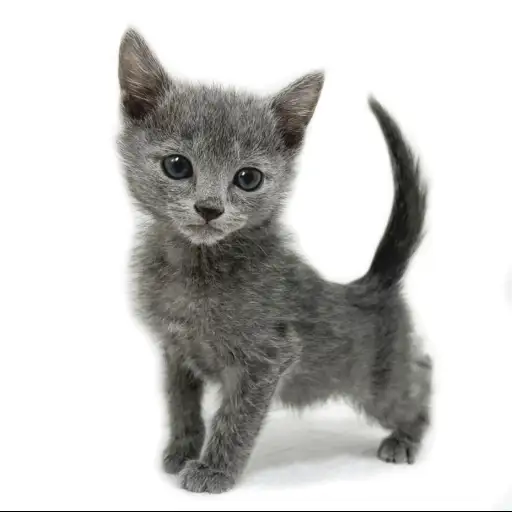 ロシアンブルー