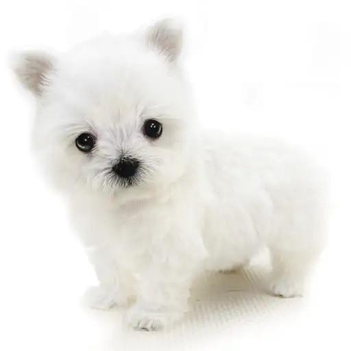 MIX（マルチーズ×チワワ）