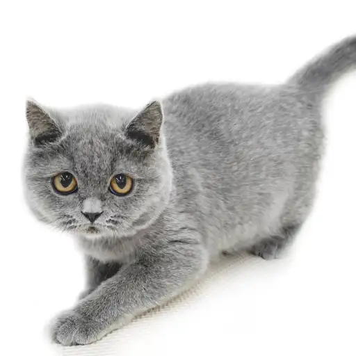 ブリティッシュショートヘア