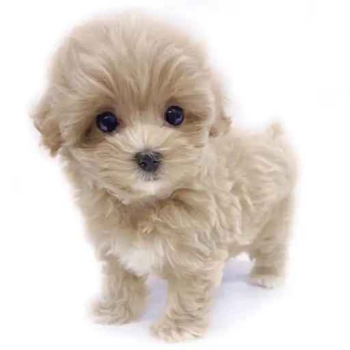 MIX(マルチーズ×トイプードル)