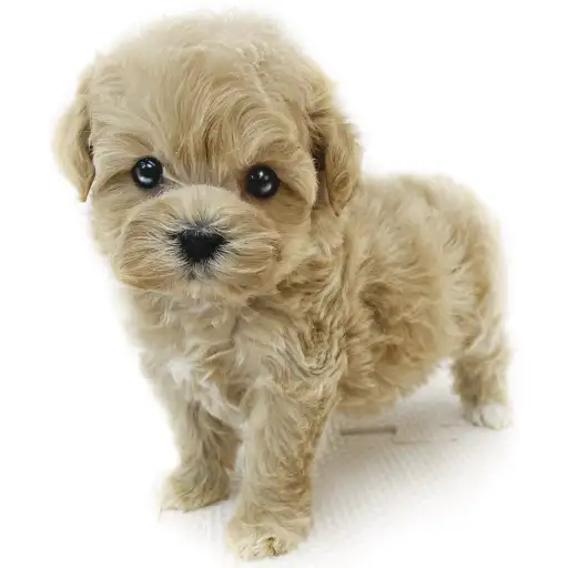 MIX(マルチーズ×トイプードル)