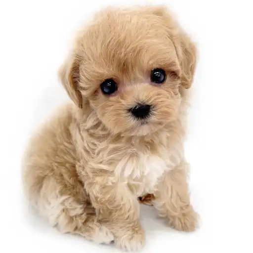 MIX(マルチーズ×トイプードル)