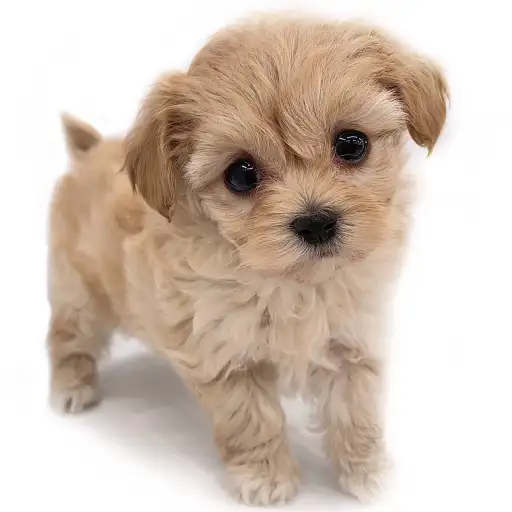 MIX(マルチーズ×トイプードル)