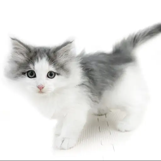 ノルウェージャンフォレストキャット