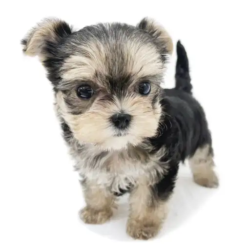 MIX(マルチーズ×ヨークシャーテリア)