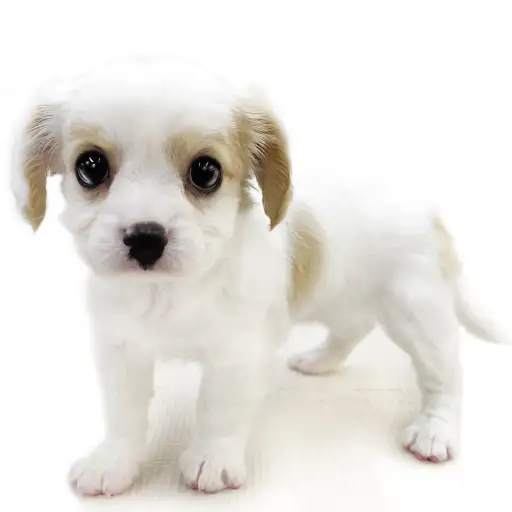 MIX(チワワ×キャバリアキングチャールズスパニエル)