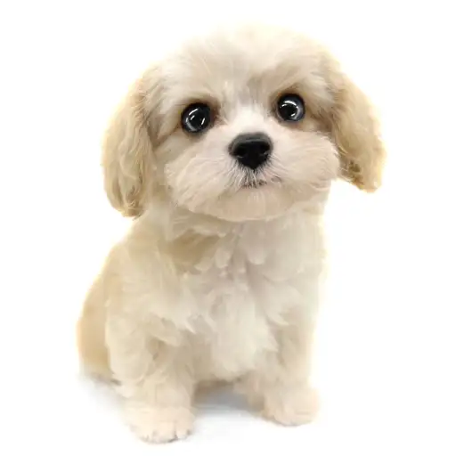 MIX(キャバリアキングチャールズスパニエル×ビションフリーゼ)