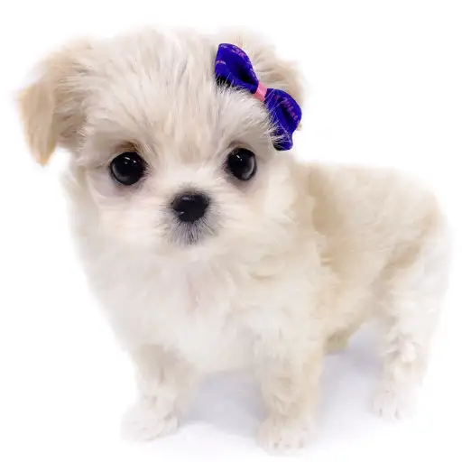 MIX(チワワ×マルチーズ)