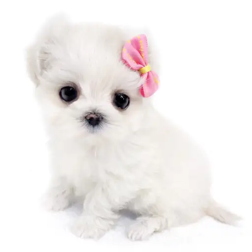 MIX(マルチーズ×トイプードル)