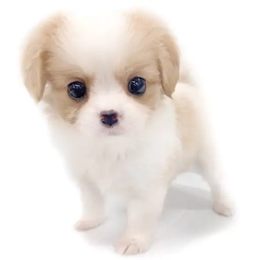 MIX(ポメラニアン×キャバリアキングチャールズスパニエル)