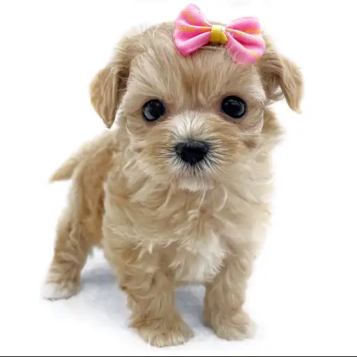 MIX(マルチーズ×トイプードル)