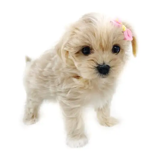 MIX(マルチーズ×トイプードル)