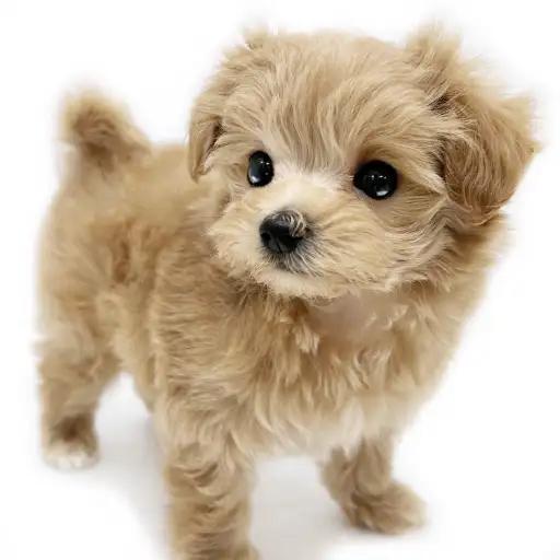 MIX(マルチーズ×トイプードル)