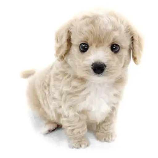 MIX(チワワ×トイプードル)