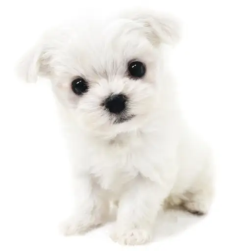 MIX【マルチーズ×(ビション×マルチーズ)】