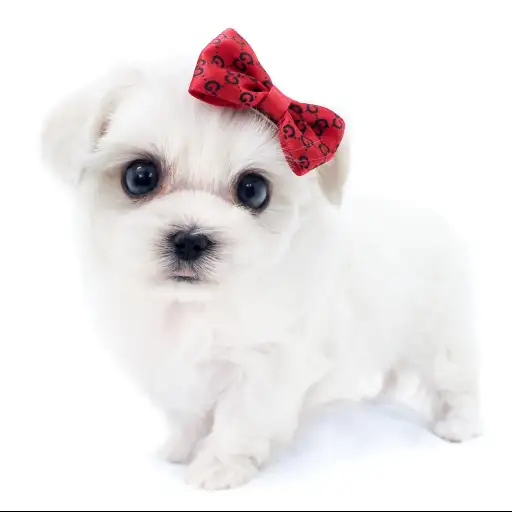 MIX(マルチーズ×トイプードル)