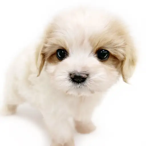 MIX(マルチーズ×キャバリアキングチャールズスパニエル)