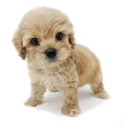 MIX(キャバリアキングチャールズスパニエル×トイプードル)