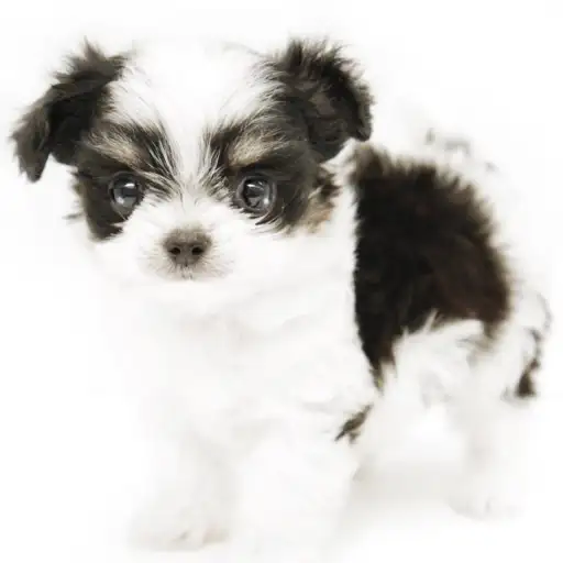 MIX(マルチーズ×チワワ)