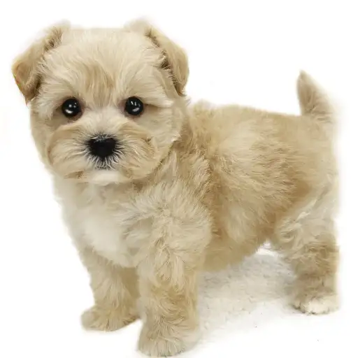 MIX(マルチーズ×トイプードル)