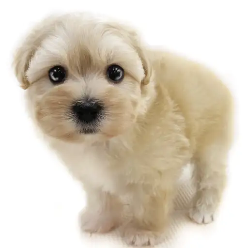 MIX(マルチーズ×トイプードル)