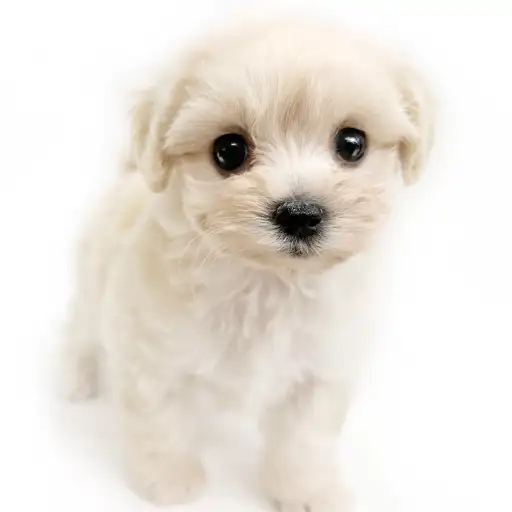 MIX(マルチーズ×トイプードル)