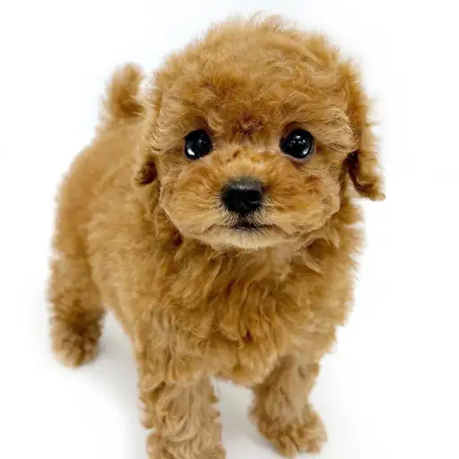 トイ・プードル