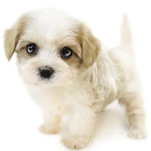 MIX(マルチーズ×キャバリアキングチャールズスパニエル)