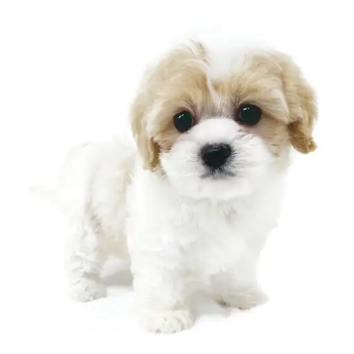 MIX(キャバリアキングチャールズスパニエル×マルチーズ)