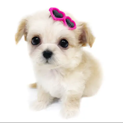 MIX(チワワ×トイプードル)