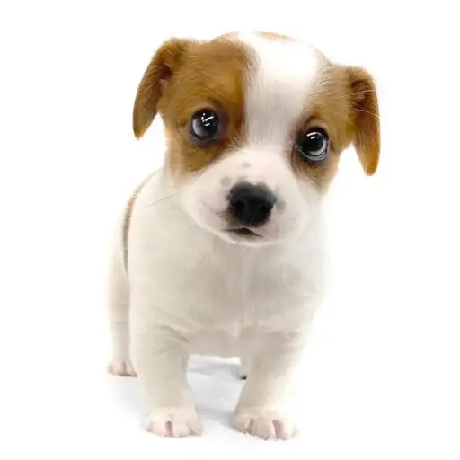 ジャックラッセルテリア