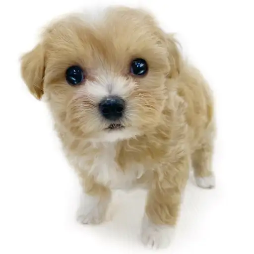 MIX(マルチーズ×トイプードル)