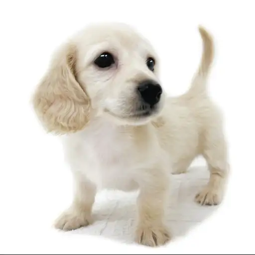 カニンヘン・ダックスフント