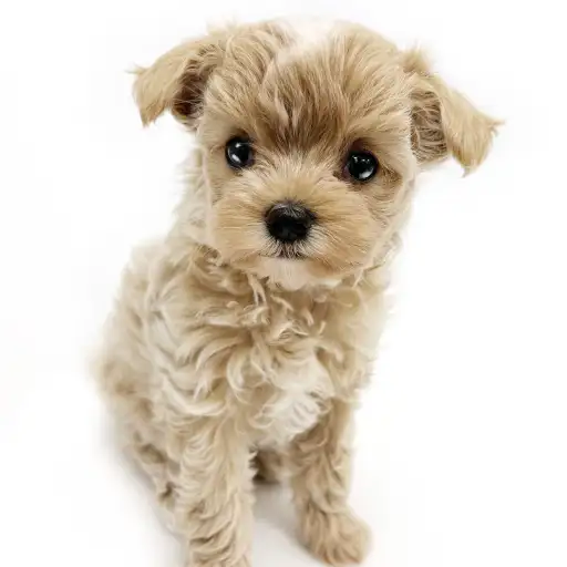 MIX(マルチーズ×トイプードル)