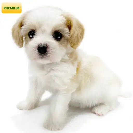 MIX(キャバリアキングチャールズスパニエル×ビションフリーゼ)