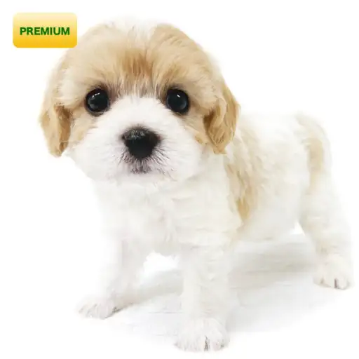 MIX(キャバリアキングチャールズスパニエル×ビションフリーゼ)